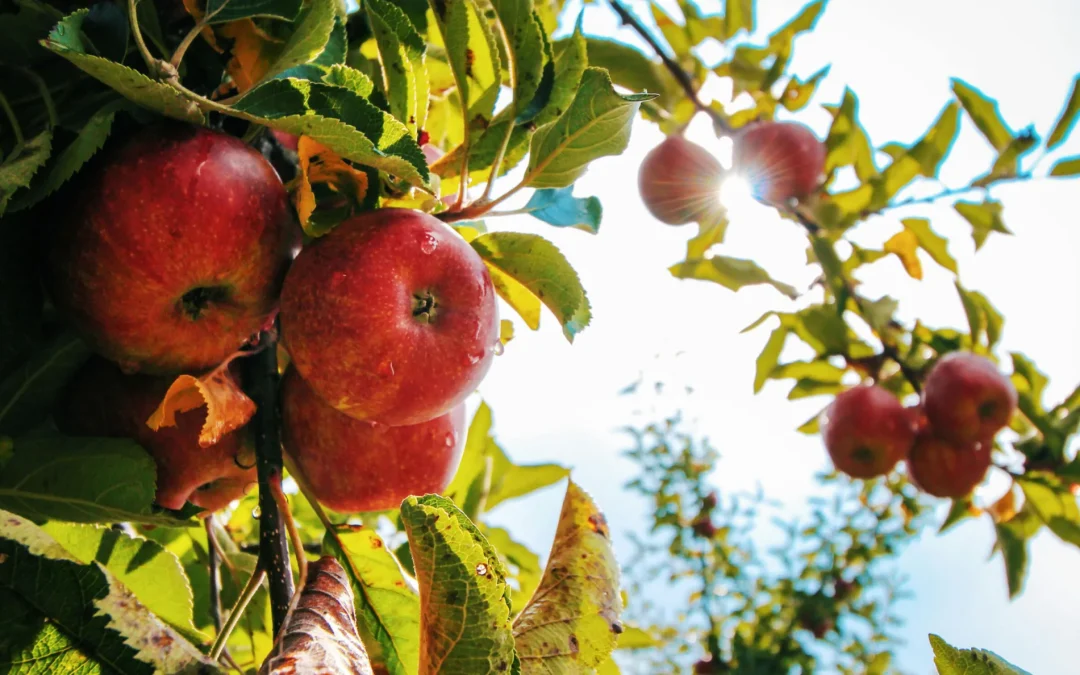 4 Steps to Success in Reaching Your Goals